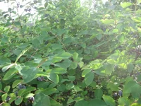  жимолость 005_640x480.webp