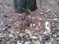 IMAG2035.webp