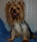 SAM_0200.webp