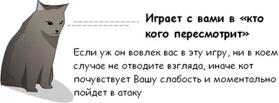 cat_04.webp