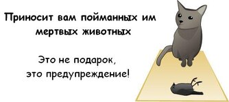 cat_05.jpg