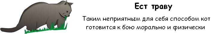 cat_06.jpg