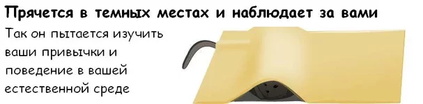 cat_07.webp