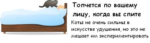 cat_09.jpg