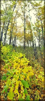 11116.webp