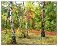 11117.webp