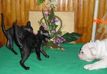   ЗабавыиГаби 226.webp