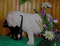   ЗабавыиГаби 260.webp