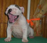   ЗабавыиГаби 273.webp