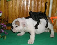   ЗабавыиГаби 275.webp