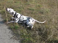 Masyanya 005 re.webp