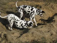 Masyanya 006 re.webp