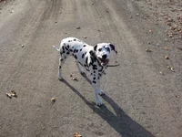 Masyanya 012 re.webp