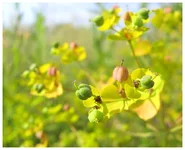 macro_1.webp