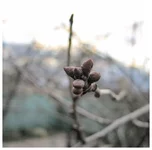 macro_2.webp