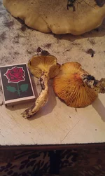 IMAG1527.webp