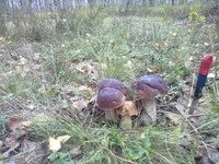 1539.webp