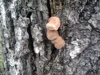 2013-10-29 08.13.21.webp