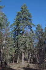 IMGP4490_960.webp