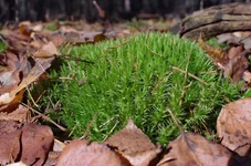 IMGP4493_1100.webp