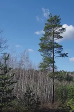 IMGP4494_960.webp