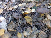 0085.webp