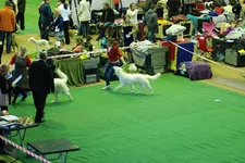 DSC_4283.webp