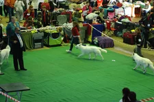 DSC_4425.webp