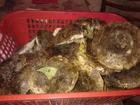 WP_000737.webp