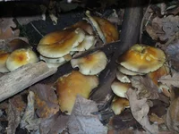 IMGP7632.jpg