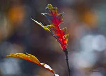 FOTO4416.webp