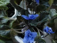IMG166.webp
