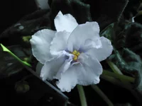 IMG167.webp