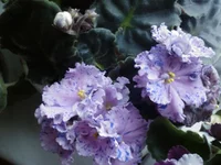 IMG168.webp
