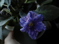 IMG171.webp