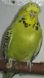 .webp