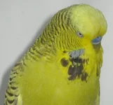 .webp
