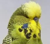 .webp