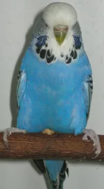 .webp