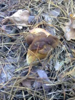 061120131252.webp