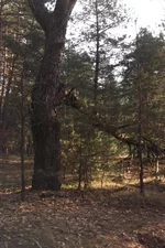  010.webp