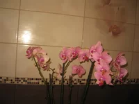 getImage (29).jpg