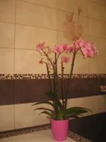 getImage (28).jpg