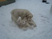 DSC00030_измен.размер.webp