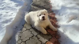 DSC09837_измен.размер.webp