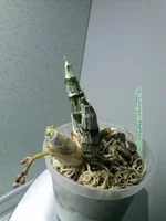 CAM00510.jpg