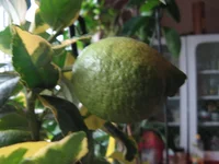 IMG_1427.webp