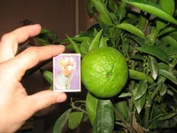 IMG_1407.webp