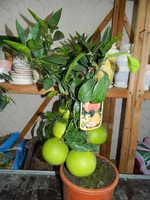 DSCN8651.webp