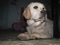  грязнулю не пускают.webp